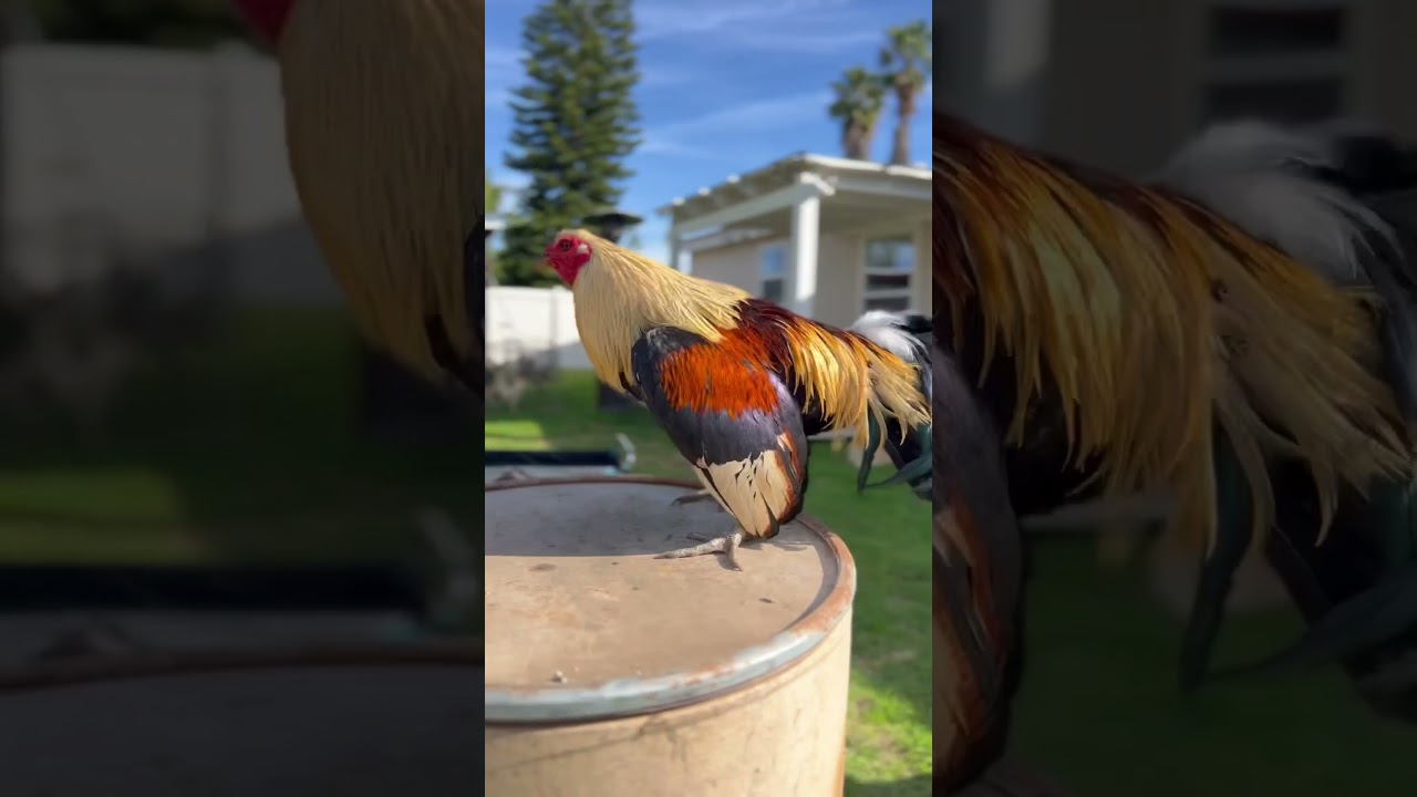 #gamefowl
