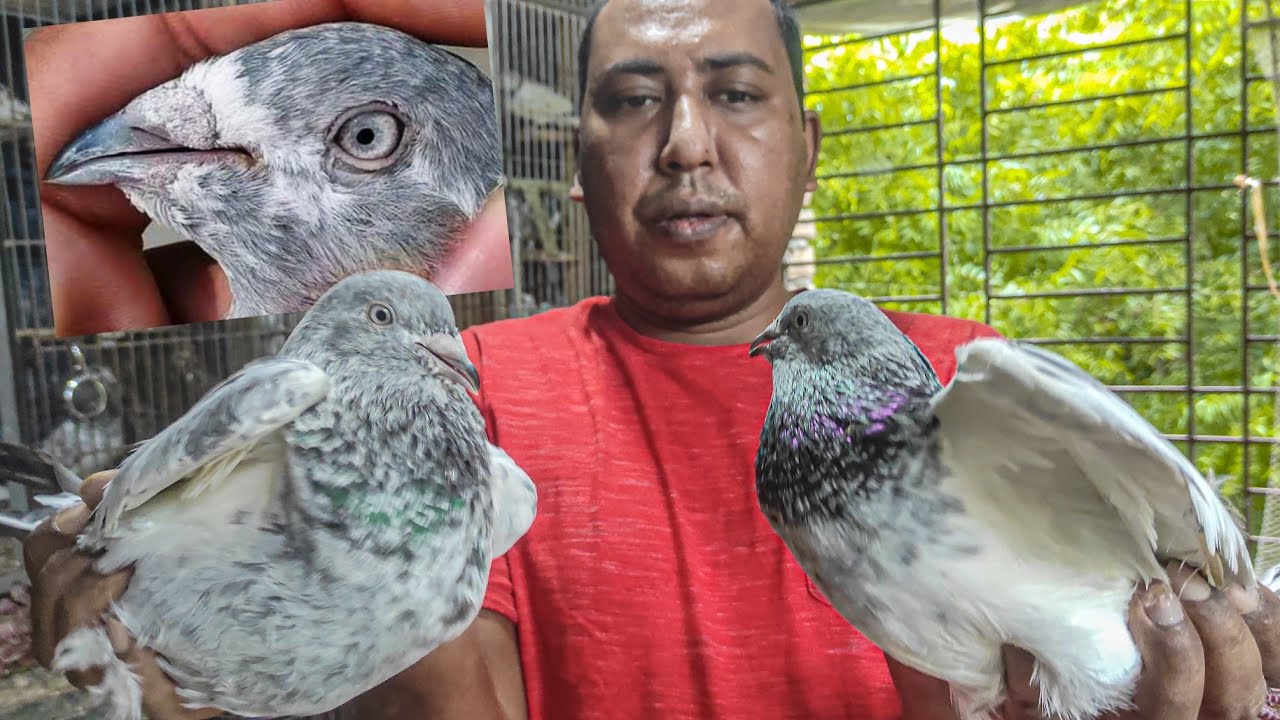 জাকির ভাইয়ের অসাধারণ পাংখি কবুতর | Pankhi Kobutor