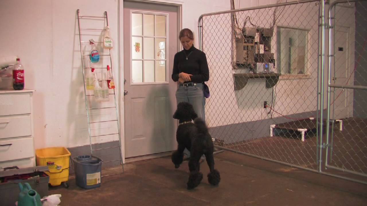 Dog Training : How to Teach Your Dog to Ask to Go Out
