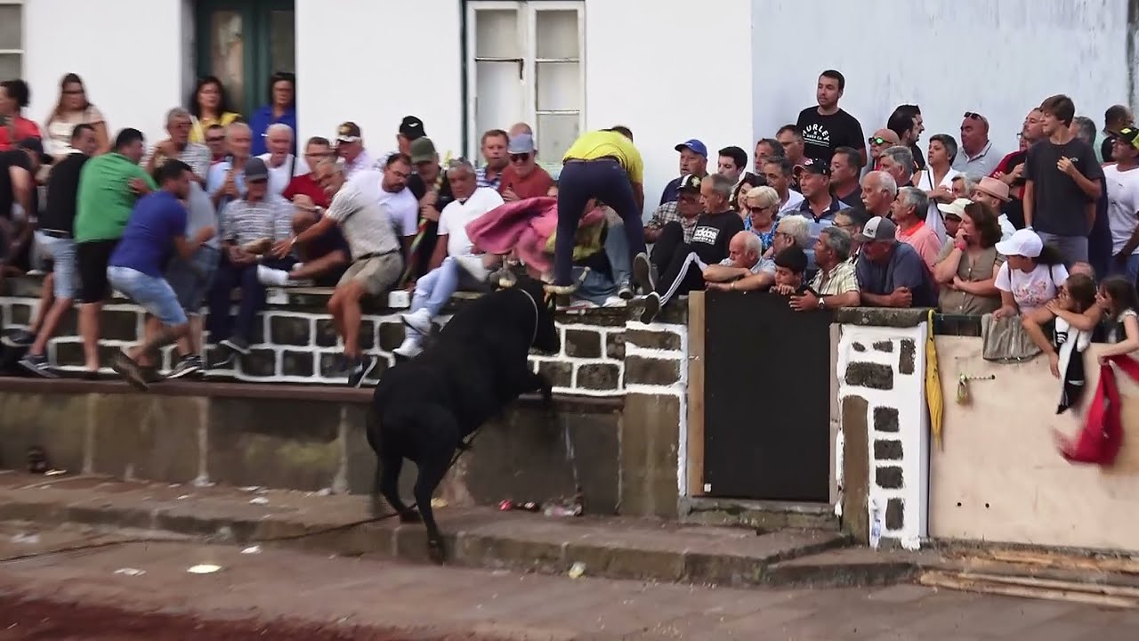 Tourada Vila São Sebastião - Touros JAF - (104,240,143,244) - 27/7/2024 - Ilha Terceira - Açores