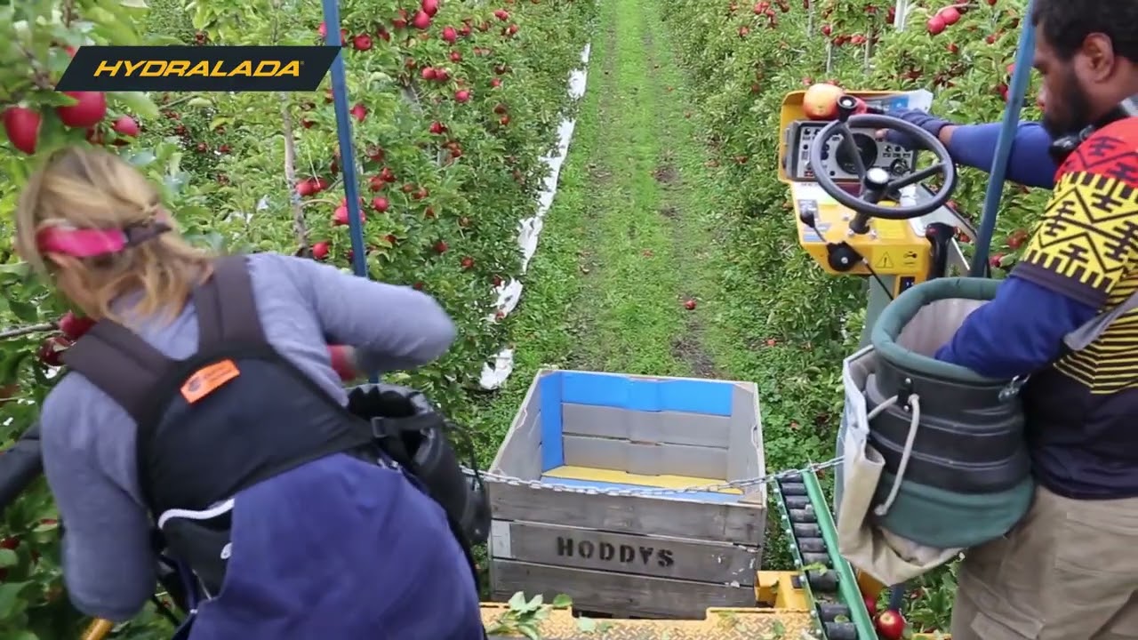 Hoddy's Fruit Company - A Reliable Workhorse