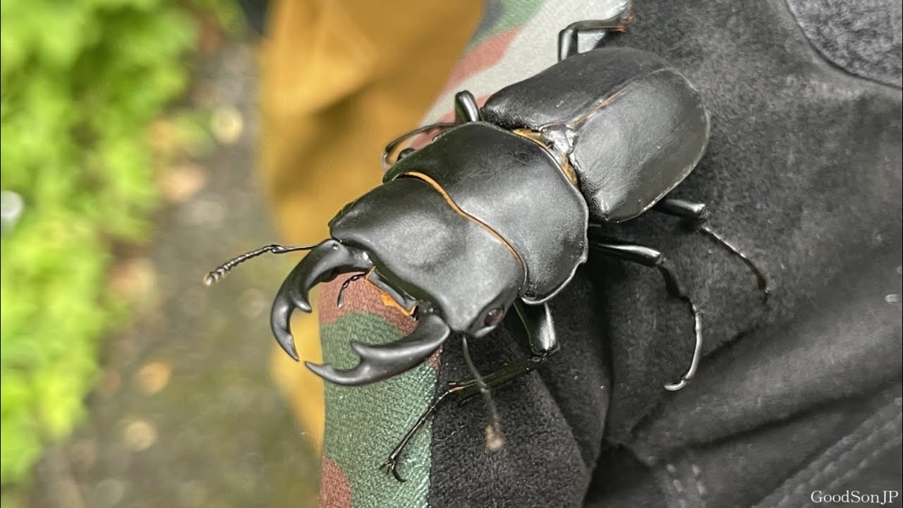 【自己ベスト】オオクワガタとヒメオオクワガタ採集してきたよ【昆虫採集2023】