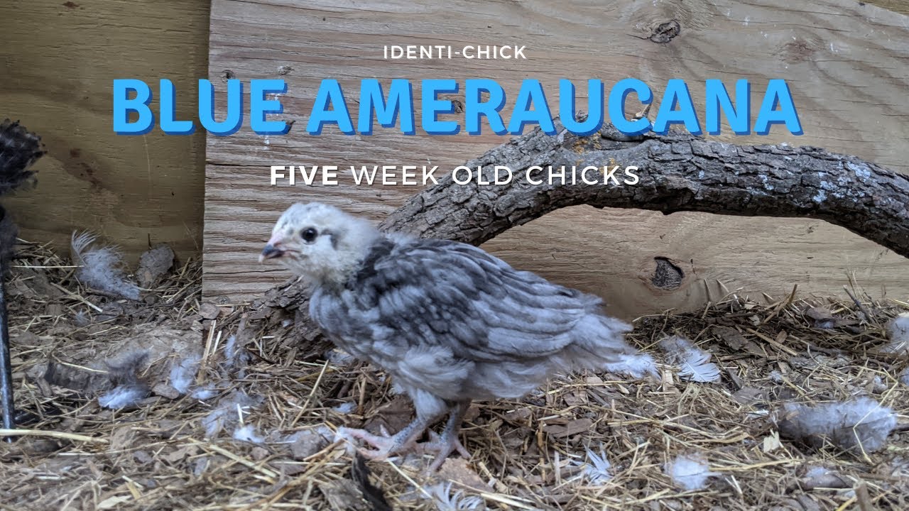 Blue Ameraucana: 5-Week-Old Chicks