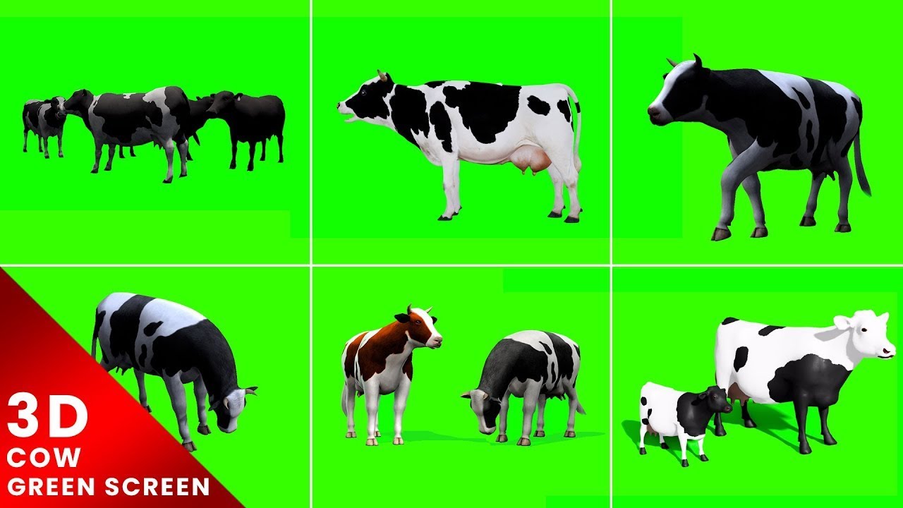 3D Cow Green Screen For Editing Free