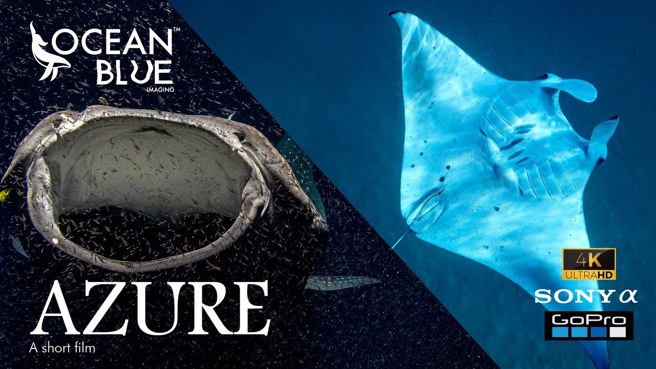 Azure - A Short Film | Diving Maldives 2023 | Sony Alpha Underwater | GoPro | Ocean Blue