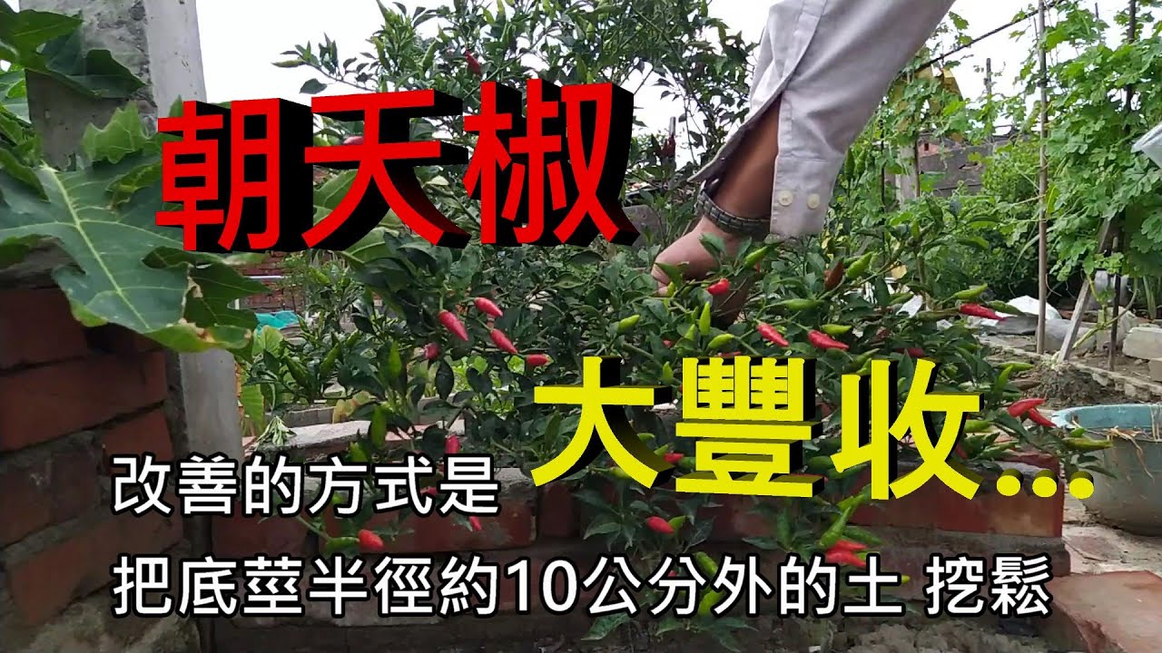 [朝天椒種植]02 辣椒一收割沒幾天 就又長出來 一直想進行修枝的規劃 不斷的被延誤  為了果樹健康  還是硬找到了修剪的時機...
