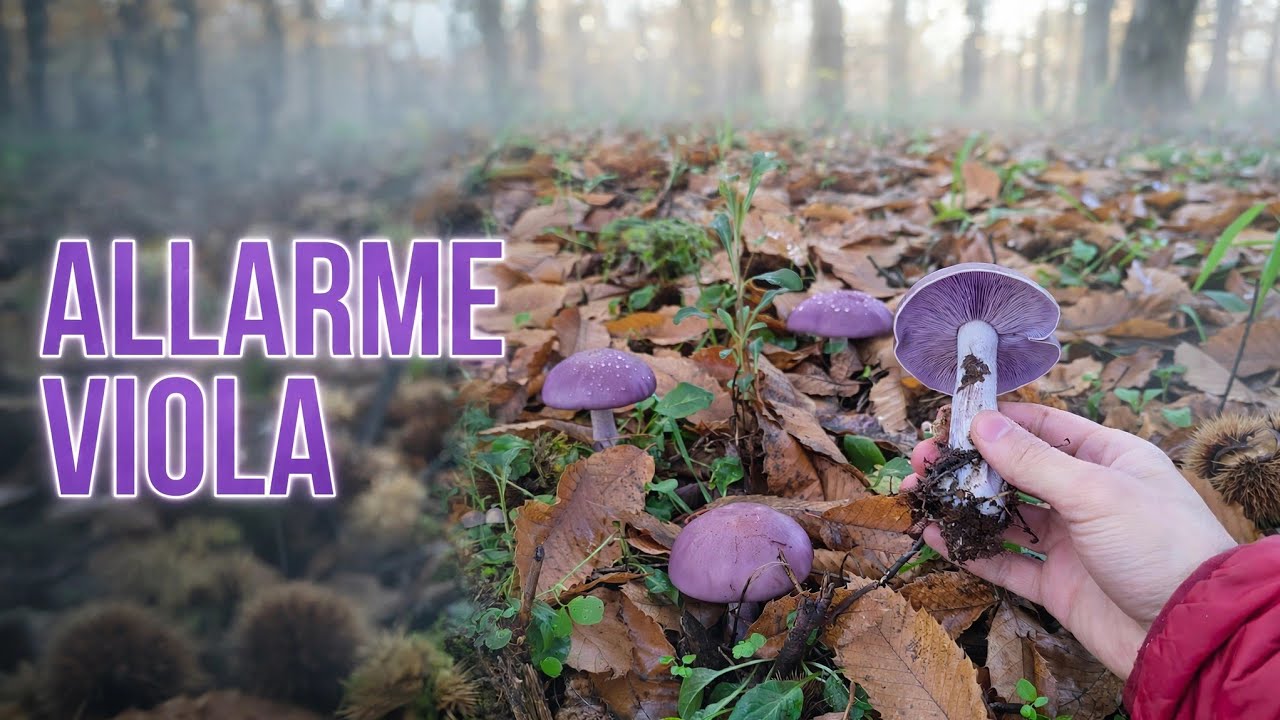 [ALLARME VIOLA] • Alla scoperta di Collybia Nuda! [Nov/Dic 2025]  ☀️🍄‍🟫🟣🌲🌧️