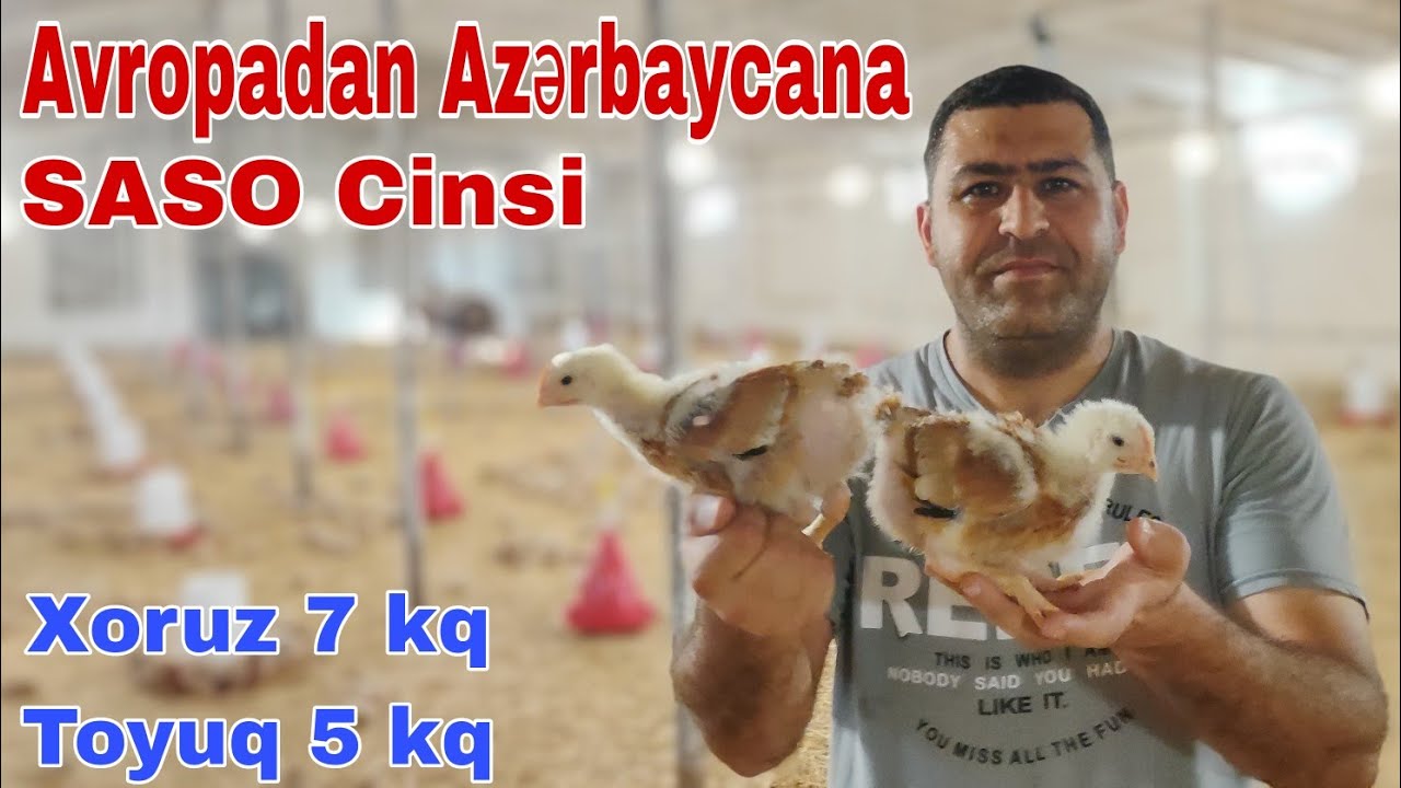 Avropadan Gəlmə SASSO Cinsi Cücəler