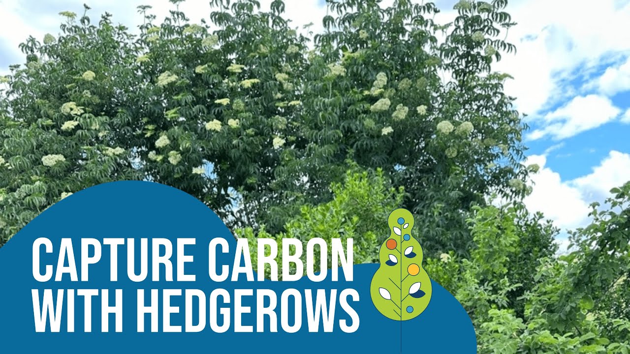 Capture Carbon with Hedgerows
