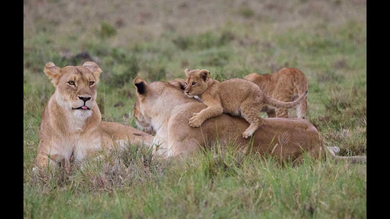 Small lion cubs of the Offbeat pride, Mara North, Kenya