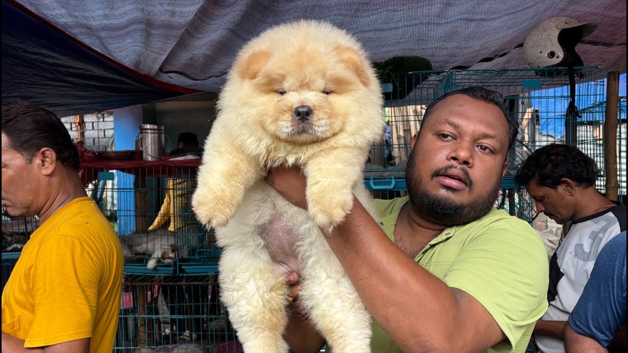 Galiff Street Pet Market Live Video 2025 Kolkata Latest Update | Dog Puppy Price Update