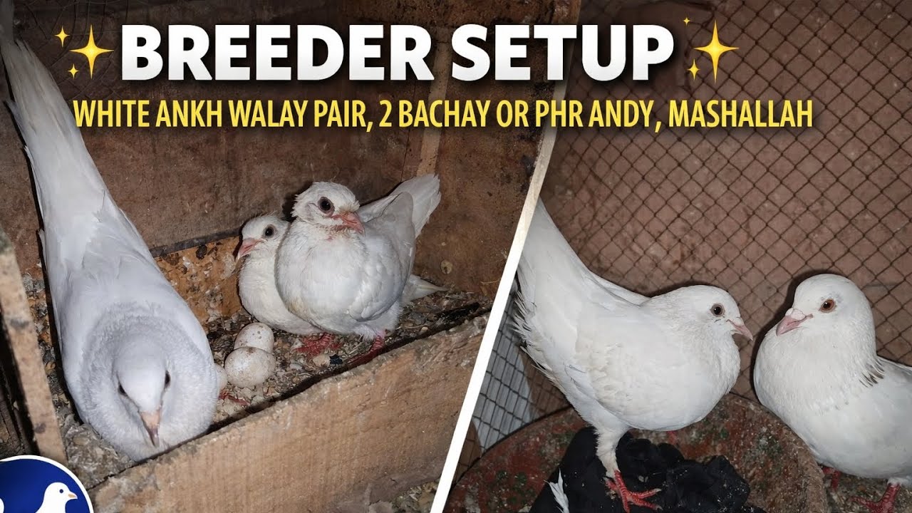 Kro Shok Breeder Setup | White Ankh Walay Pair, 2 Bachay Or Phir Andy Mashallah