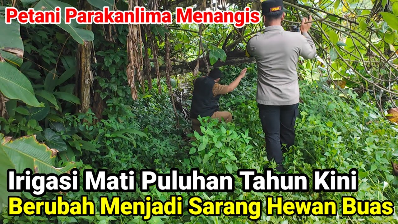 Irigasi Mati Puluhan Tahun Kini Berubah Menjadi Sarang Hewan Buas