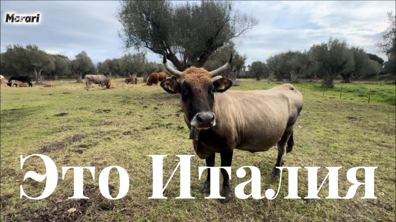 Как в Италии купить дизель за один евро. Коровы пасутся в селе. Сколько стоит посуточно аренда ?