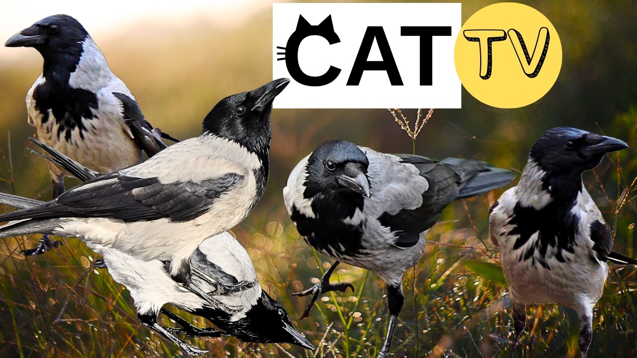 Urban Crows Feeding in a City Park | Intelligent Foraging Behavior (4K Nature Sound)