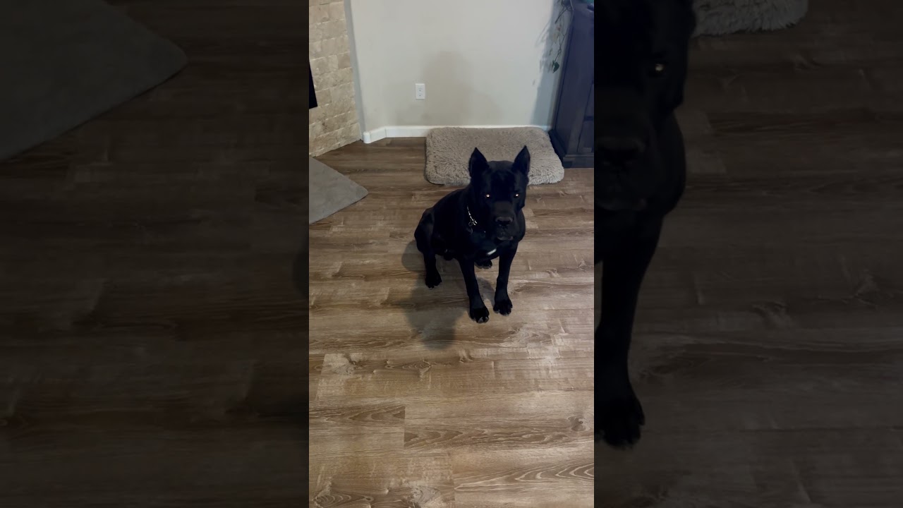 Reflexes like a superhero!! Kratos Cane CORSO!!!