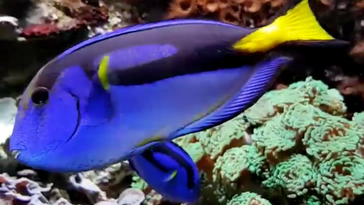 🐠Møt Dory og vennene hennes 🐠