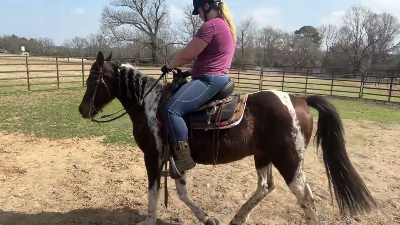 Splash - 6 yr old 14.1 hh Paint Pony Gelding Under Saddle