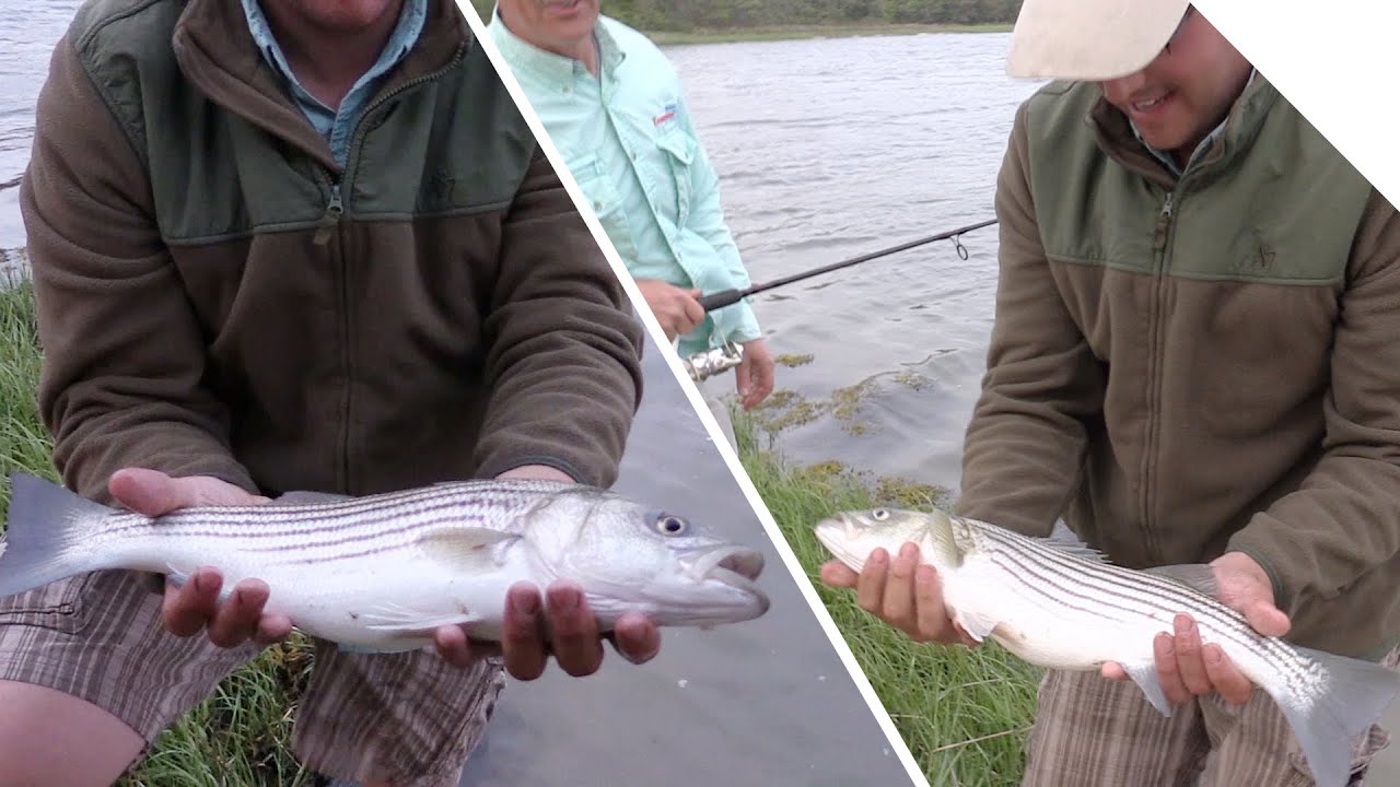 Boatless Angler - Top Water Striper Tips