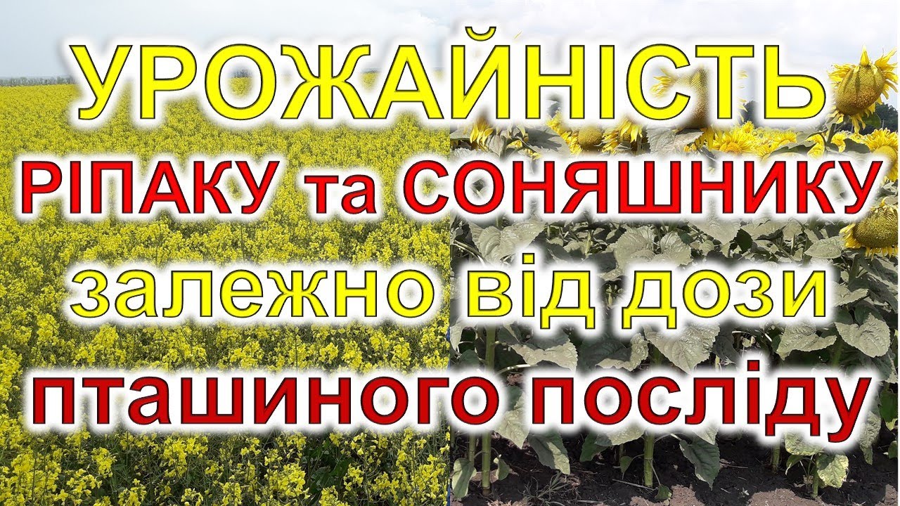 Урожайність ріпаку та соняшнику залежно від дози пташиного посліду