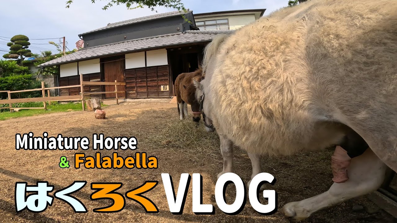 Discover the SECRET Life of Miniature Horses in Japan【はくろくVLOG】Vol.351