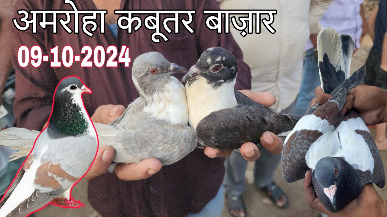 Amroha kabootar market 🕊️09-10-2024. अमरोहा कबूतर बाज़ार। Gola kabootar market. Bird market India.
