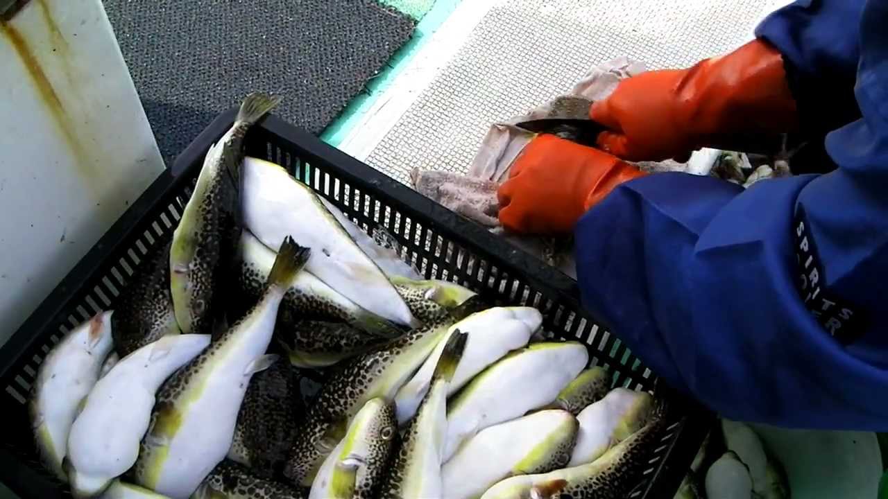 【11/10/13 鹿島 豊丸 午前フグ船】フグ下処理サービス
