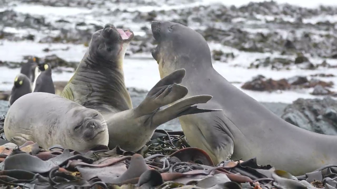 Southern Elephant Seals Fighting 南象鼻海豹 | Macquarie Island Station | 23 Dec 2024
