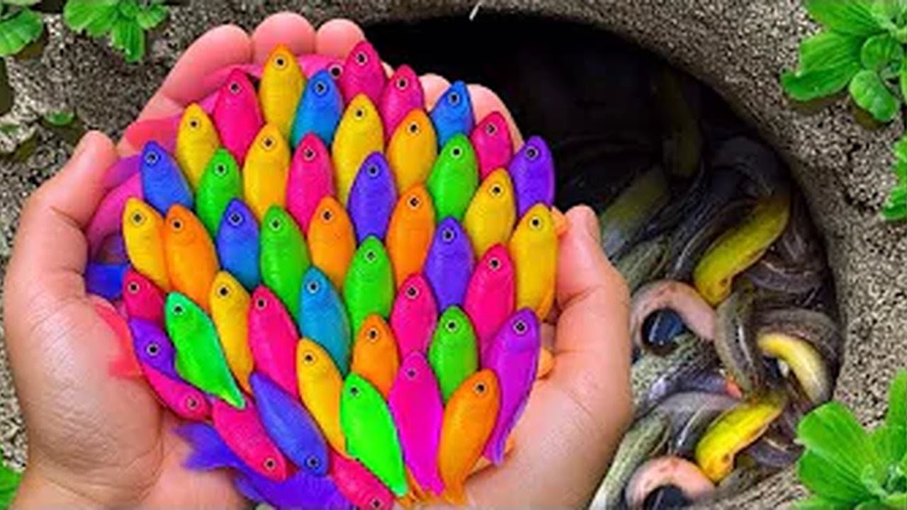 The incredible catch colorful aquarium fish in small pond: dragon guppy, turtle, iguana, snakehead