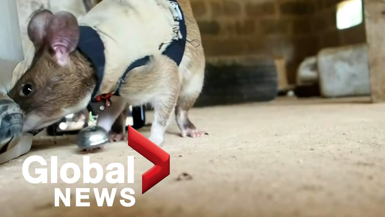 Rats: The future of search and rescue?