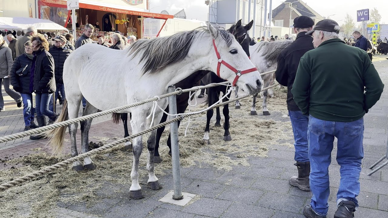 Pferdemarkt in Hedel am 06.11.2023 (Niederlande)