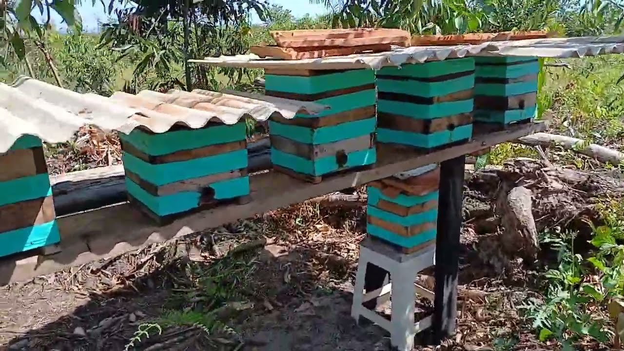 Manejo com as Abelhas sem Ferrão Uruçu-Boca-Renda (Melipona Seminigra merrillae)