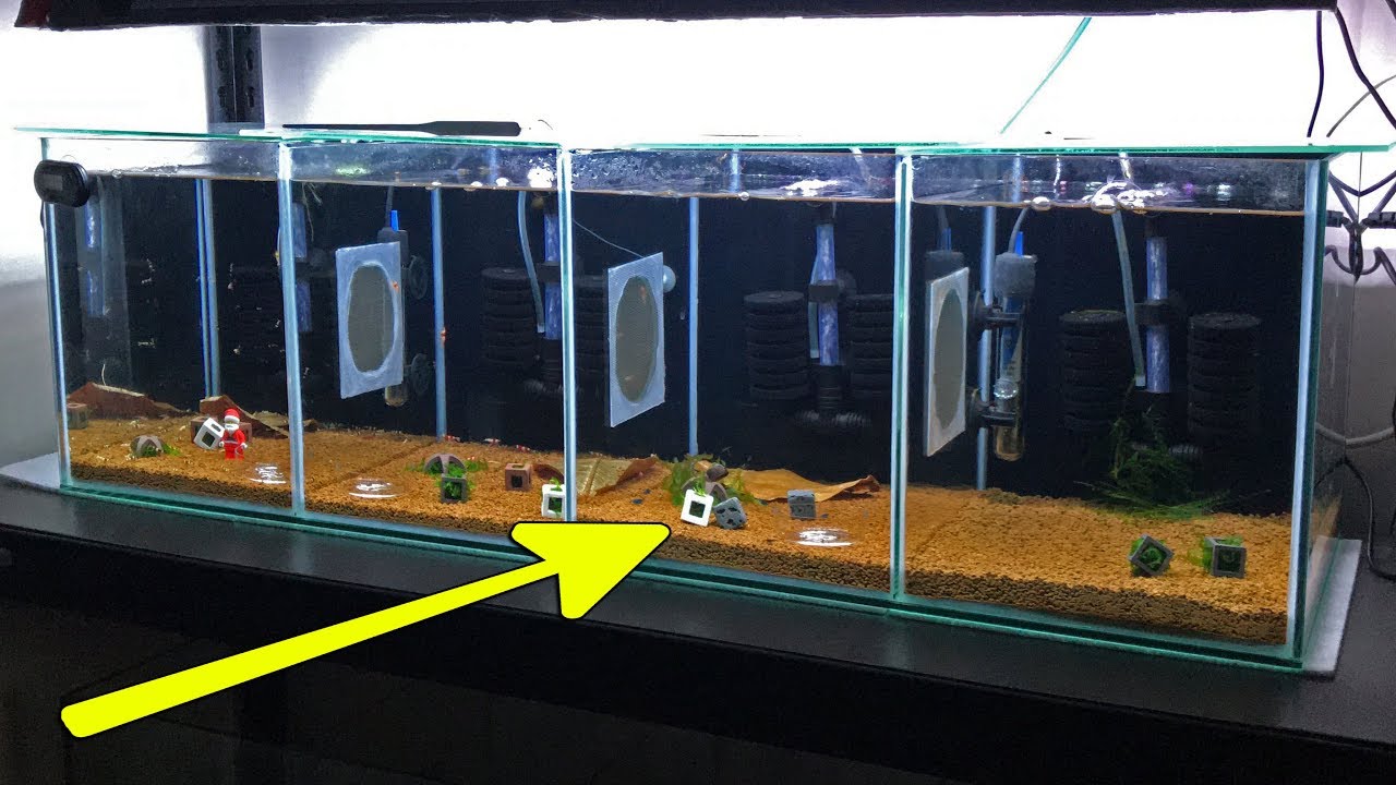 The New Shrimp Tank is Finally Here!