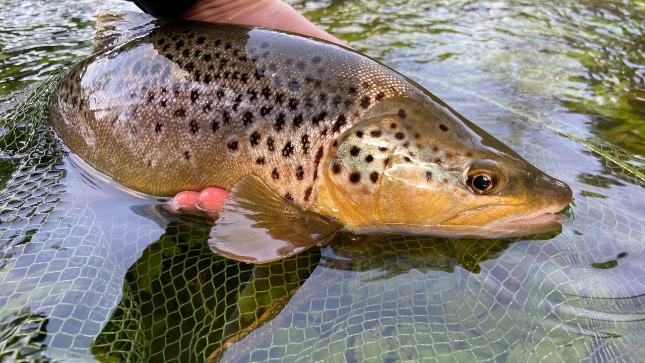 Alex Jardine Fly Tying - CDC Dry Flies for Trout & Grayling - 20/09/20