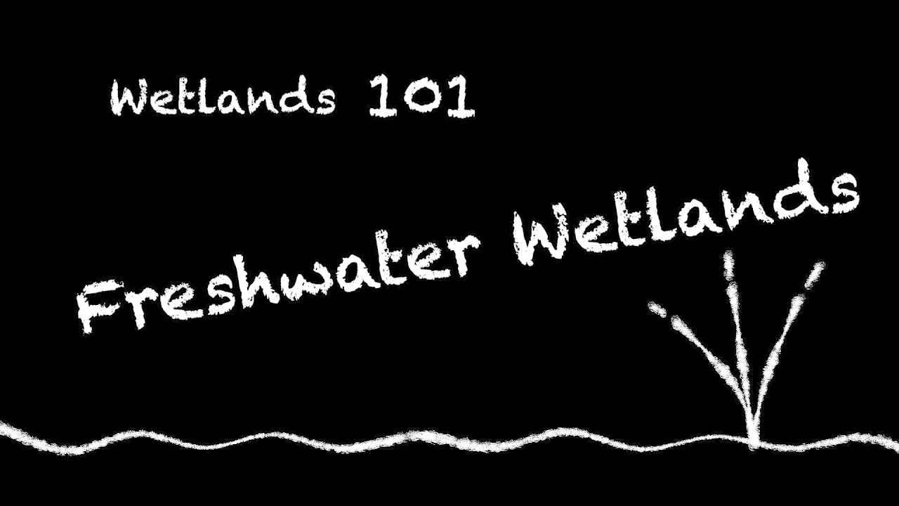 Wetlands 101: Freshwater Wetlands