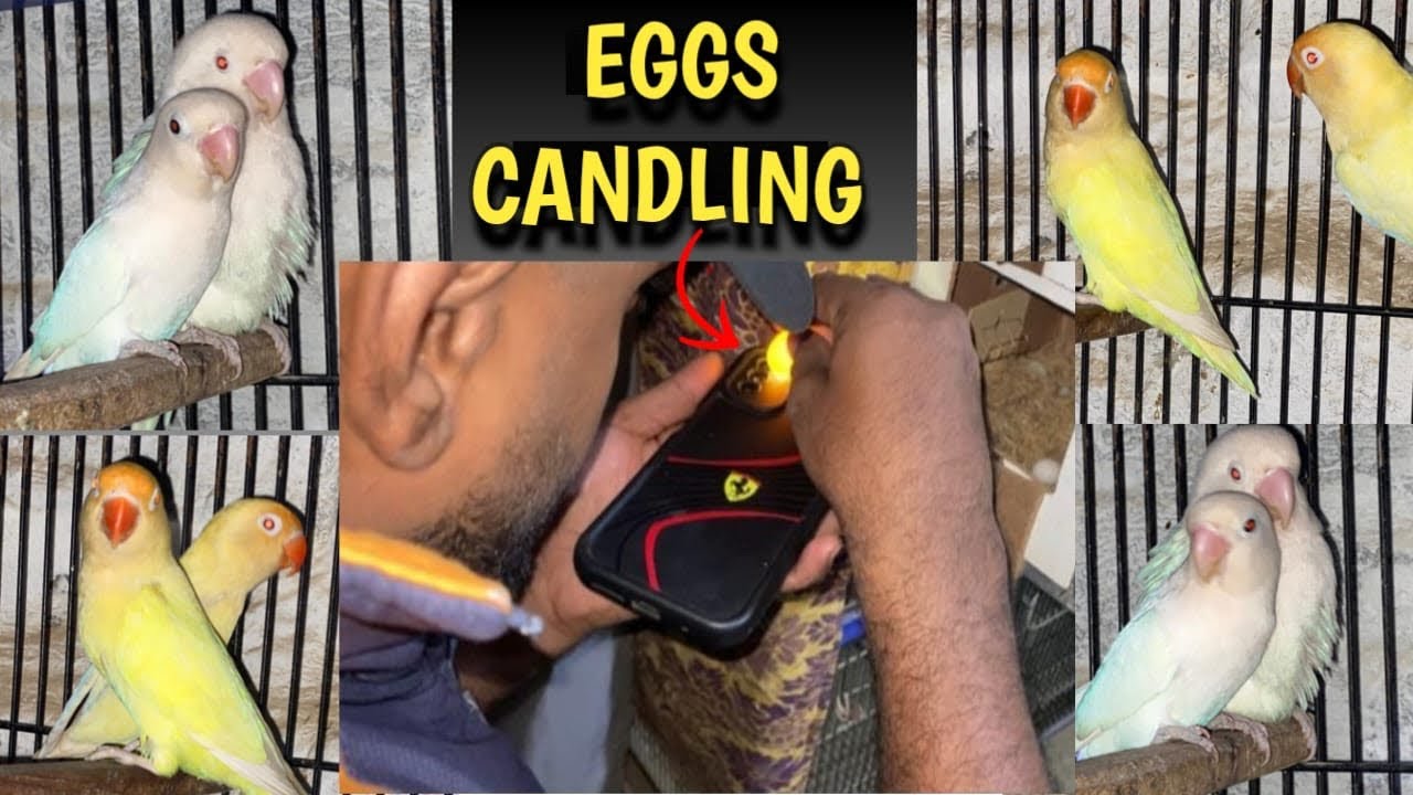 candling kr dee | kya result nikla 
