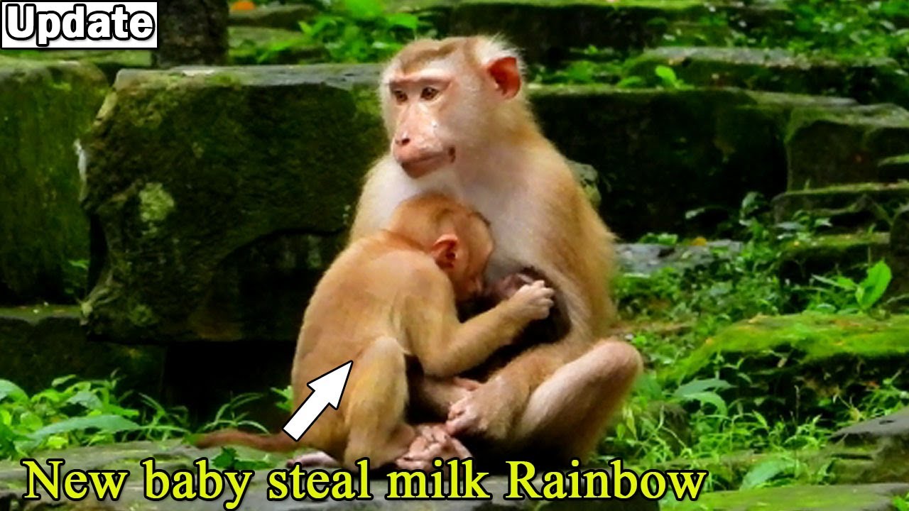 Pity new baby monkey just abandon by owner very hungry try reject baby Rainbow milk and s-teal milk