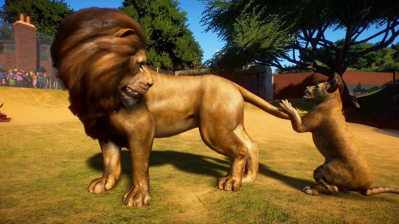 West African Lion Planet Zoo Beta Gameplay Goodwin House