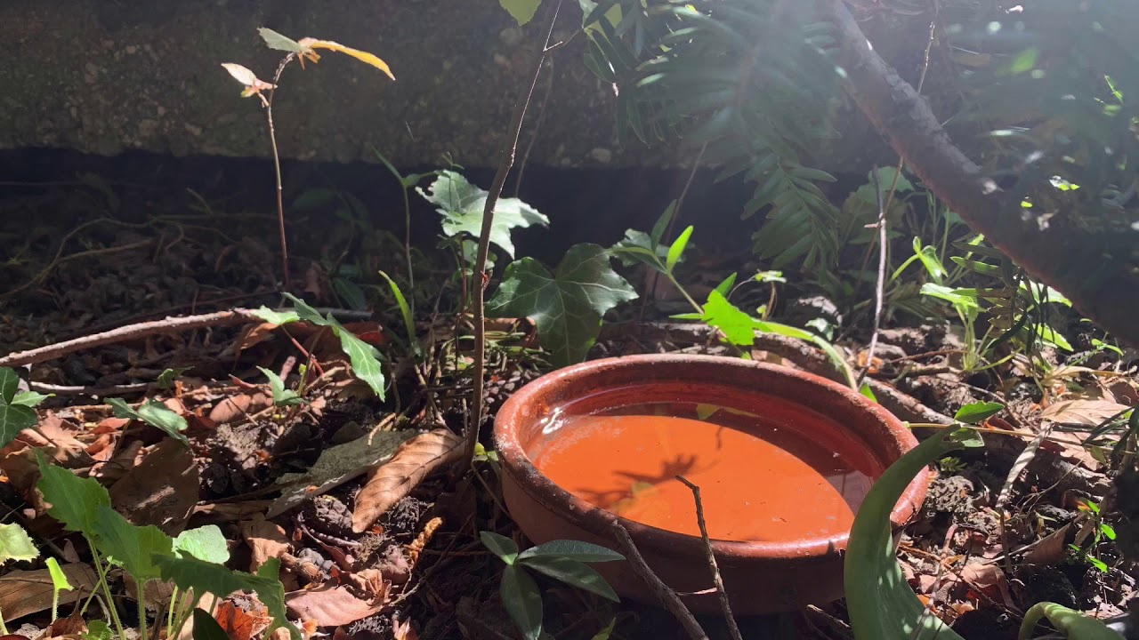 Il mio giardino visto con gli occhi di un riccio – video didattico
