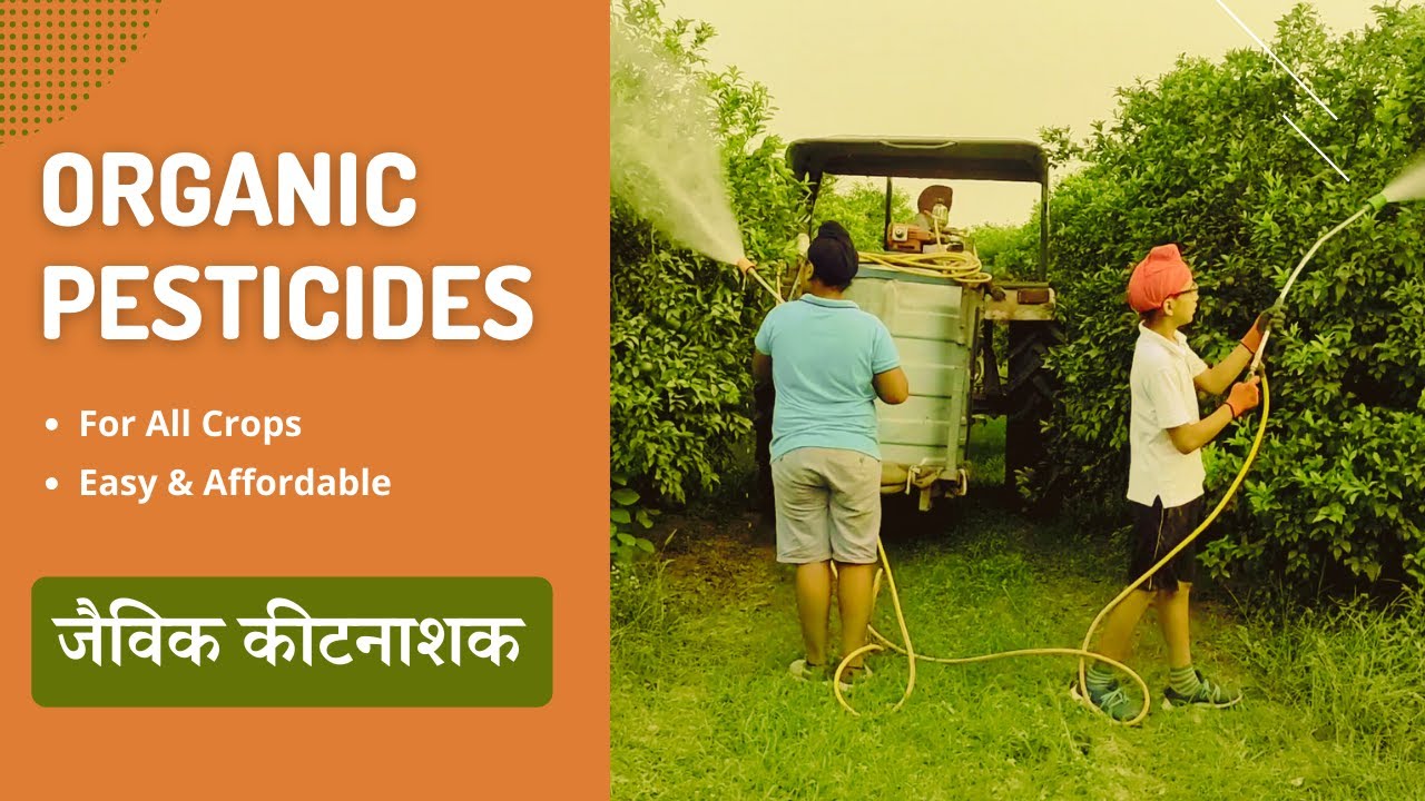 How To Make Organic Pesticide | Natural Pest Control