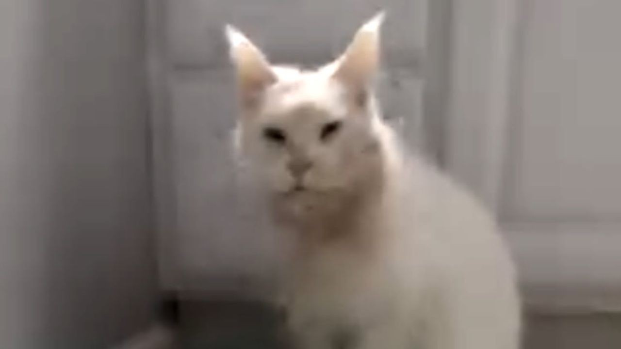 Breeder Cat Gave Up on Life… So I Adopted Her
