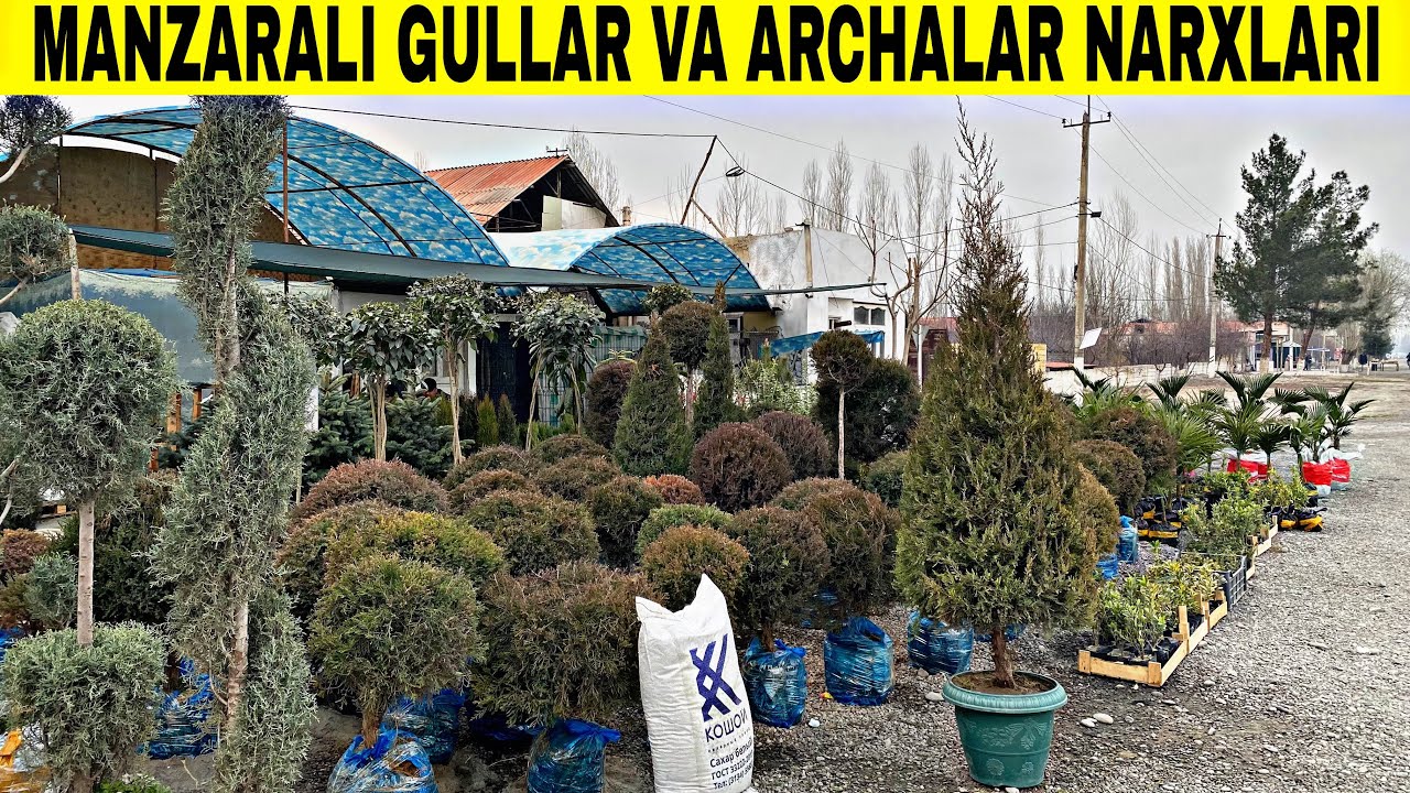 2026 MANZARALI GULLAR VA ARCHALAR NARXLARI 