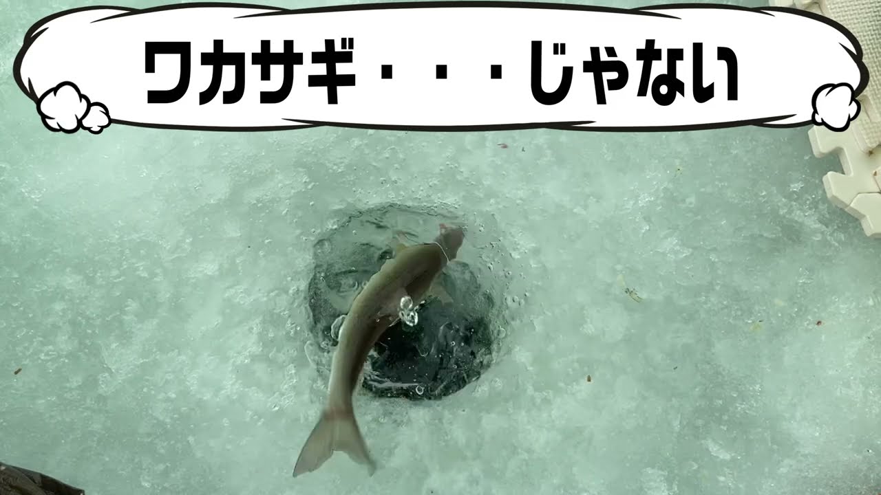 名も無き湖でワカサギが釣れすぎた