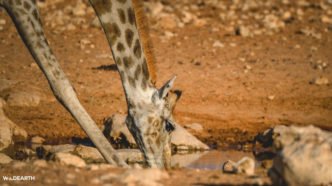 LIVE at the waterhole - 13 March 2026