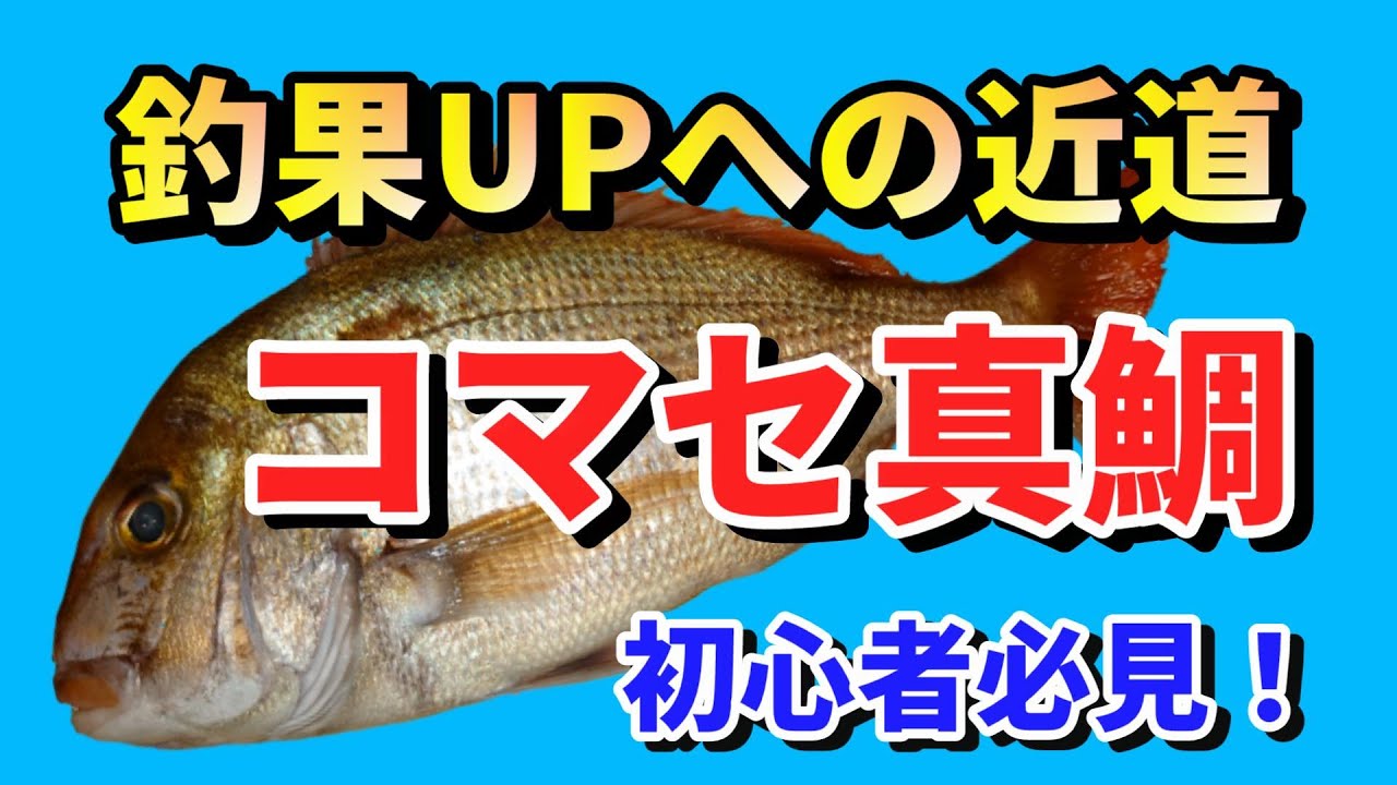 【コマセ真鯛の釣り方】初心者でも安心！コマセ真鯛釣りで絶対に知っておくべき基本 棚取り コマセワーク 誘い 落とし込み マダイ釣り