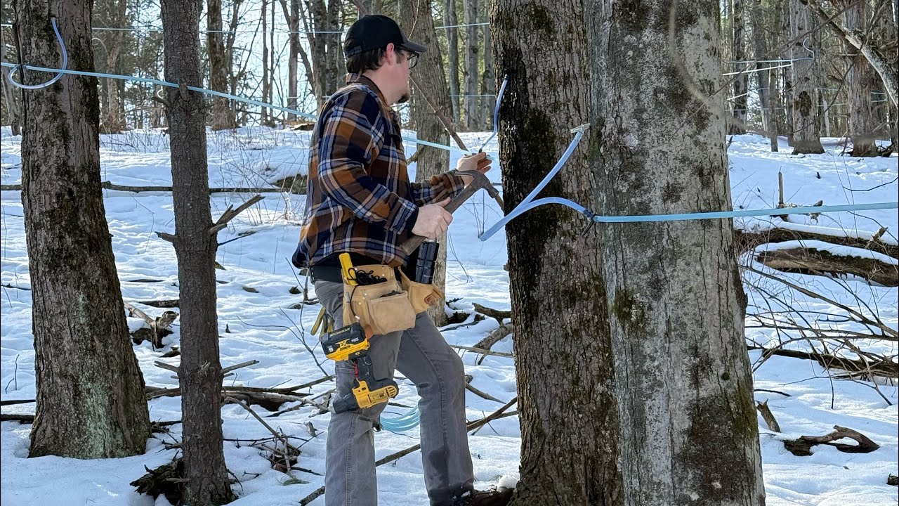 Sap season 2026 ep2 checking lines/fixing lines, getting everything ready to set the holding tank. 