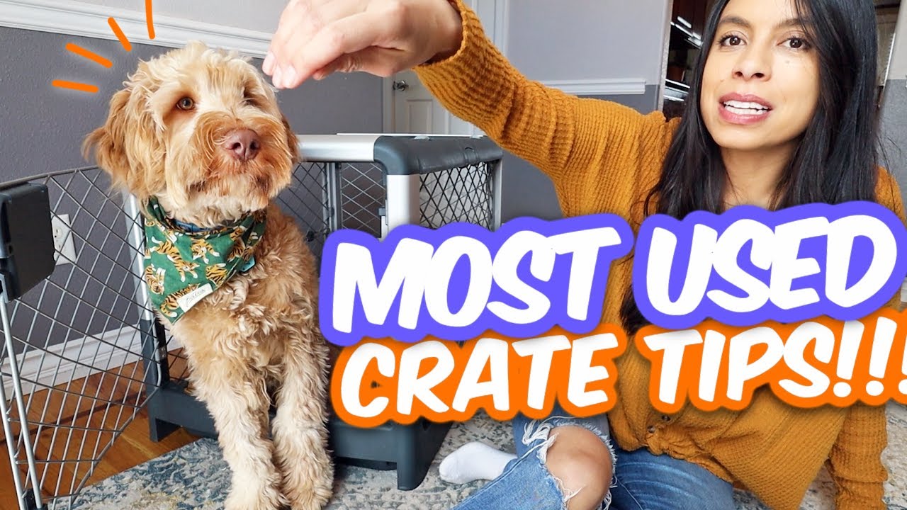 COMPLETE Crate Training Guide 🐶 Seriously, these actually work 🙌