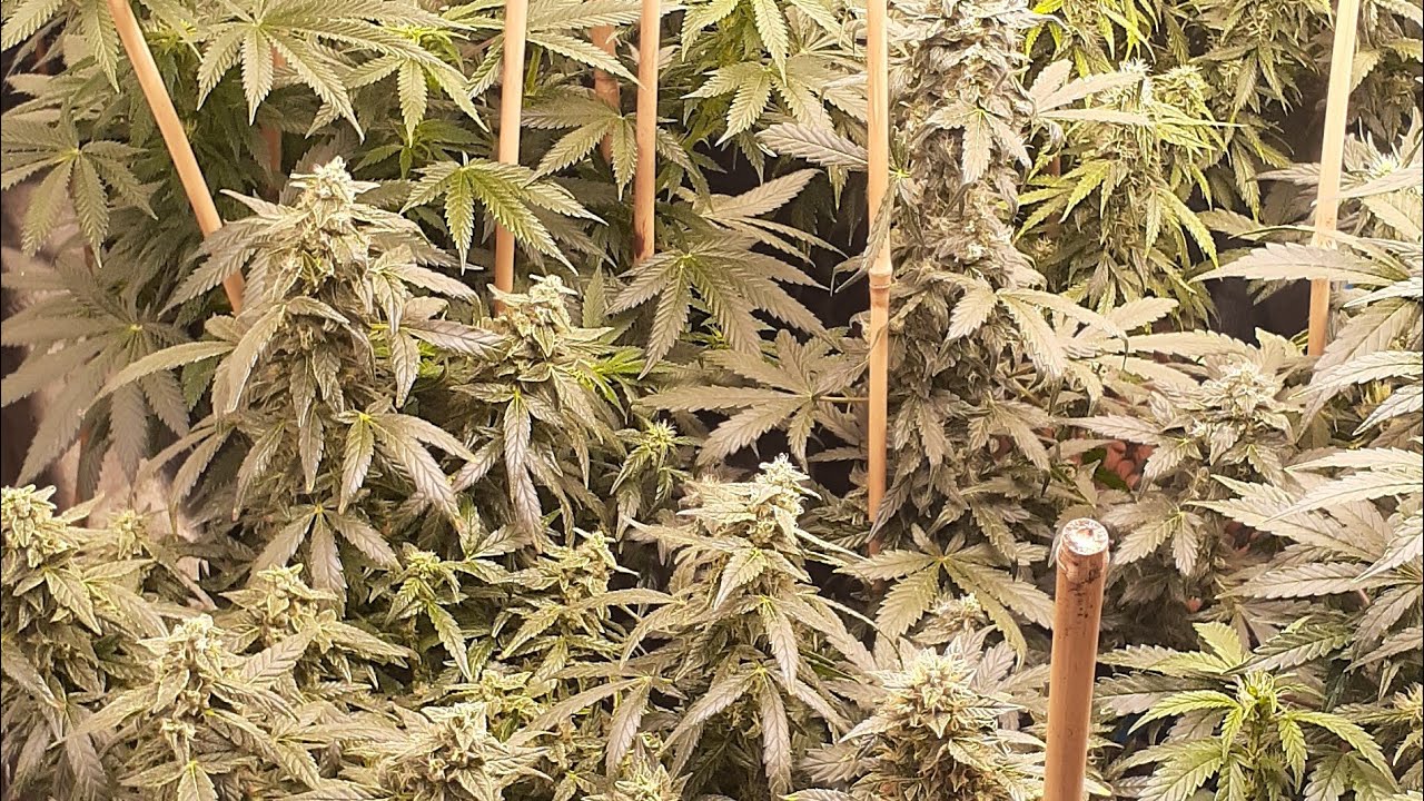 Autoflower strains