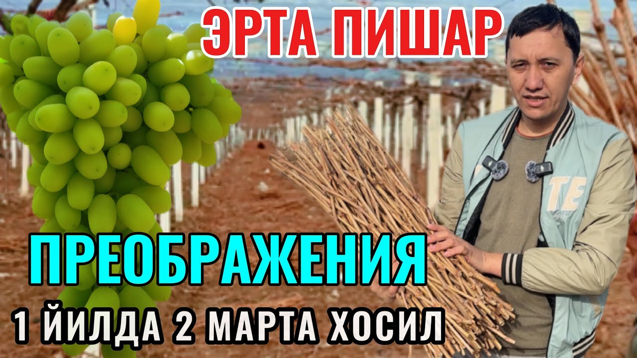 Эрта пишар энг серхосил дони йирик узум Преображения 