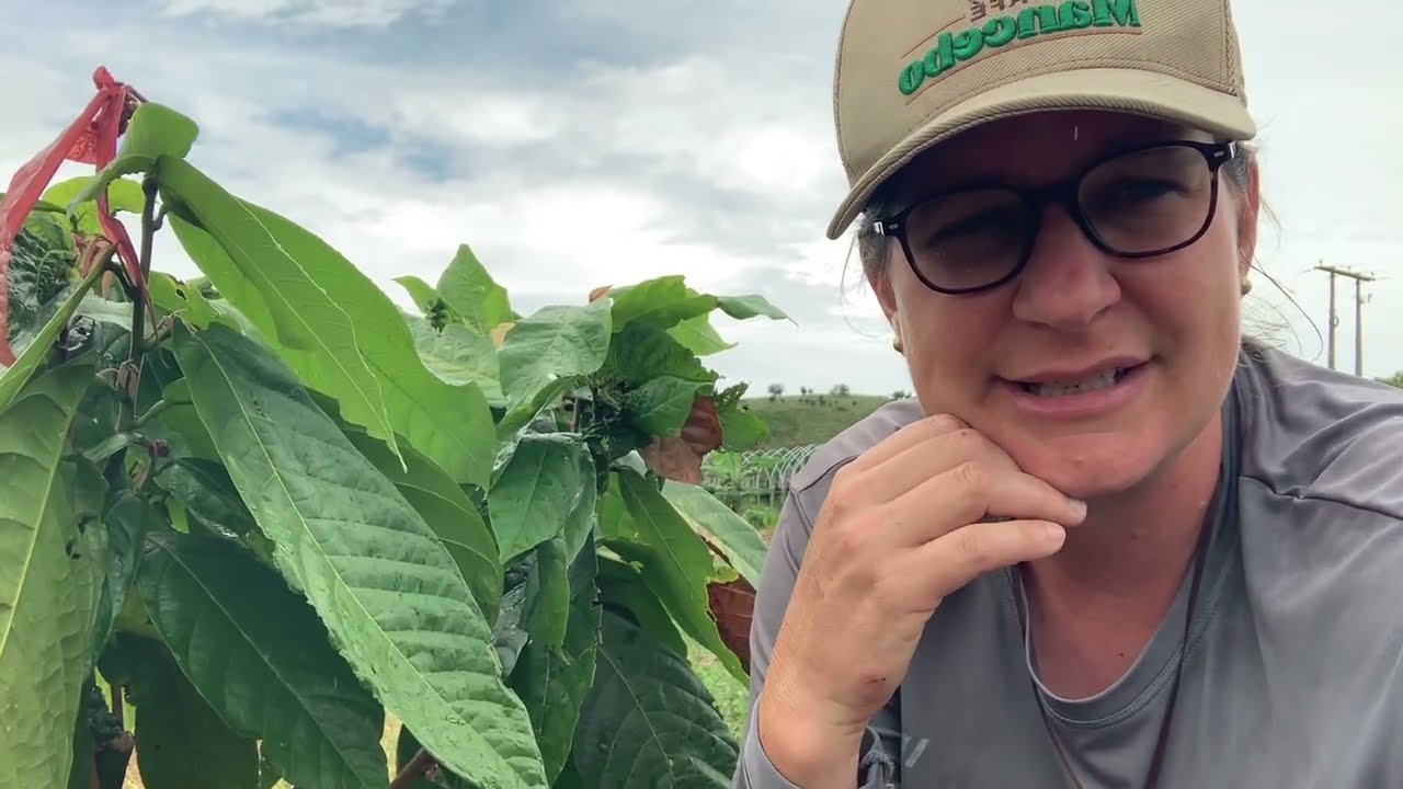 Será que precisa retirar os frutos do pé de cacau durante o período de formação?! 